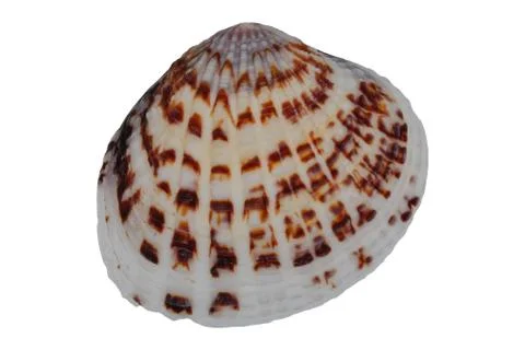 Sea shell on a white background Stock Photos