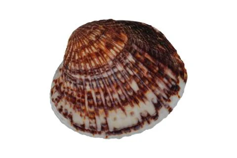 Sea shell on a white background Foto stock
