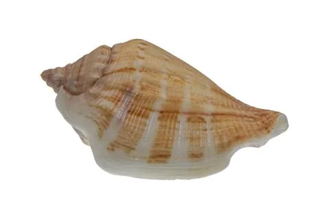 Sea shell on a white background Stock Photos