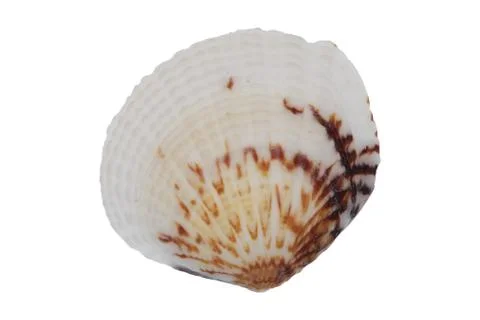 Sea shell on a white background Stock Photos
