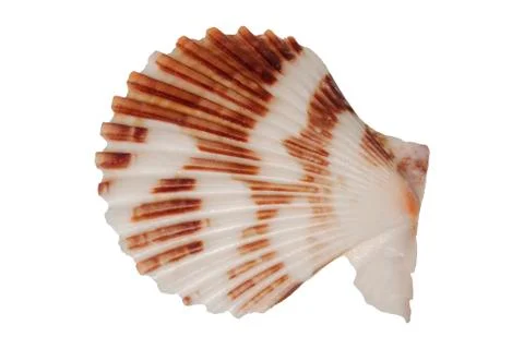 Sea shell on a white background Foto stock