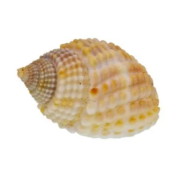 Sea shell on a white background Foto stock