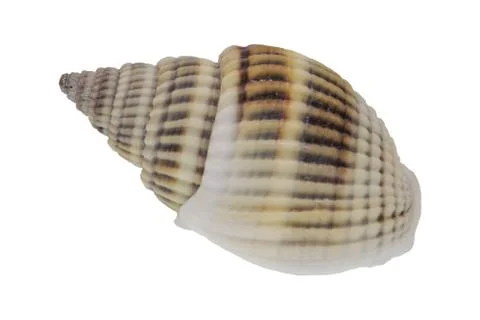 Sea shell on a white background Stock Photos