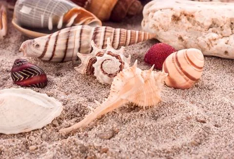 Sea shell on white background Stock Photos