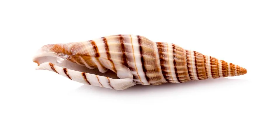 Sea shell on white background Stock Photos