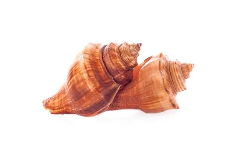 Sea shell on white background Stock Photos