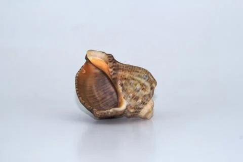 Sea shell on white background Stock Photos