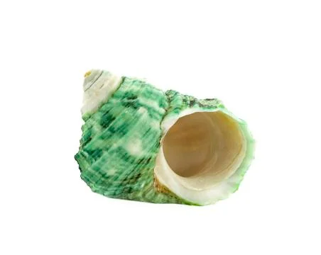 Sea shell on white background Stock Photos