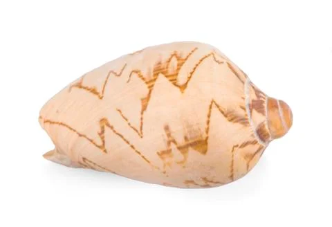 Sea shell on white background Stock Photos