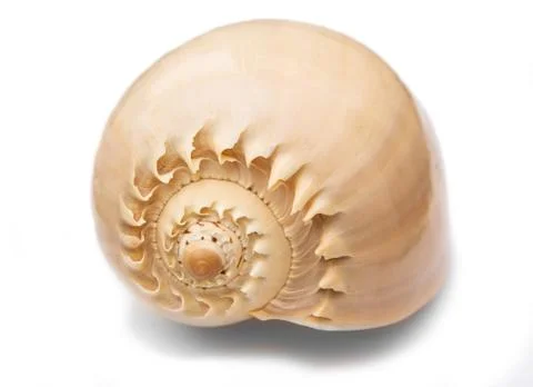 Sea shell on white background Stock Photos