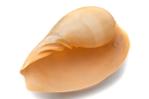 Sea shell on white background Stock Photos