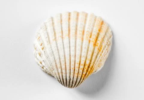 Sea shell on white background Stock Photos