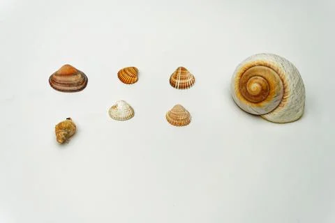 Sea shell on white background Stock Photos