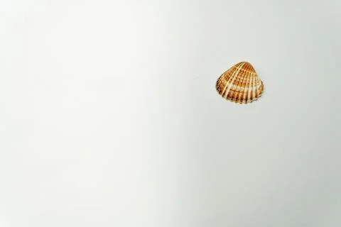 Sea shell on white background Stock Photos