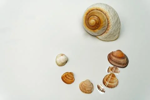 Sea shell on white background Stock Photos
