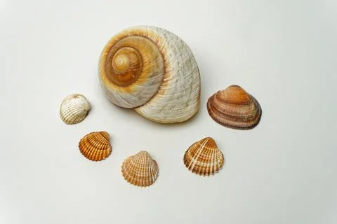 Sea shell on white background Stock Photos