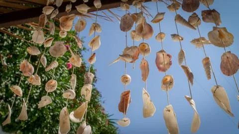 Sea shell wind chime Stock Photos