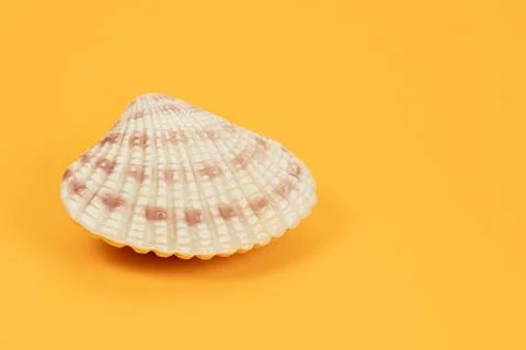 Sea shell on yellow background. Summer. Sea 스톡 사진