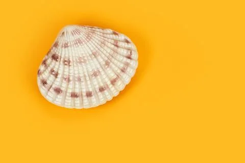 Sea shell on yellow background. Summer. Sea 스톡 사진