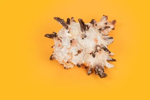 Sea shell on yellow background. Summer. Sea 스톡 사진