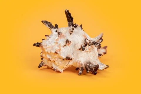 Sea shell on yellow background. Summer. Sea 스톡 사진