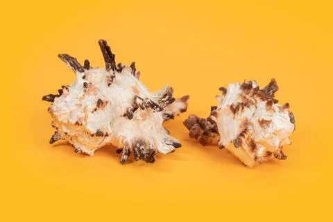 Sea shell on yellow background. Summer. Sea 스톡 사진