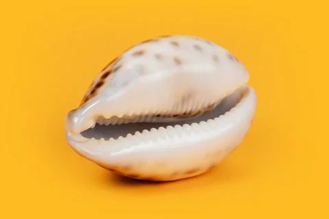 Sea shell on yellow background. Summer. Sea 스톡 사진