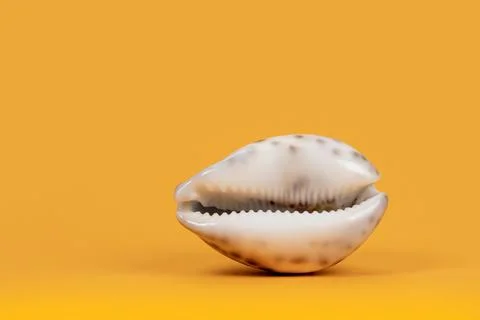 Sea shell on yellow background. Summer. Sea 스톡 사진