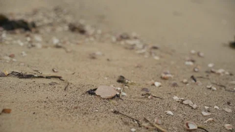 Sea Shells along beach Stock Footage 90631522