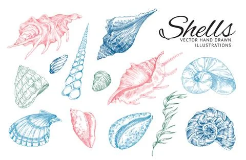 Sea shells and plants in colored sketch style, vector illustration isolated on Stock Illustration