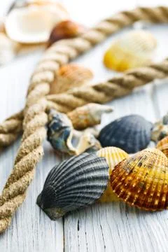 Sea shells and rope Stockfoto's