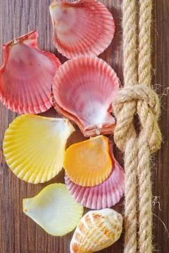 Sea shells and rope Foto stock