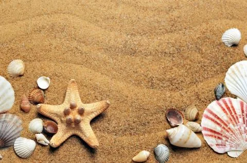 Sea ​​shells and shells on sand Foto stock