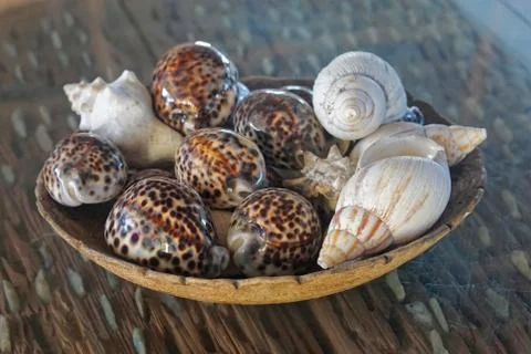 Sea shells and snails Stock Photos