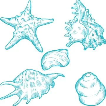 Sea shells and star. Hand drawn illustration. Stock Illustration