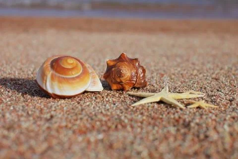 Sea shells and starfish on the beach. Summer vacation concept. Holidays sea Stock Photos