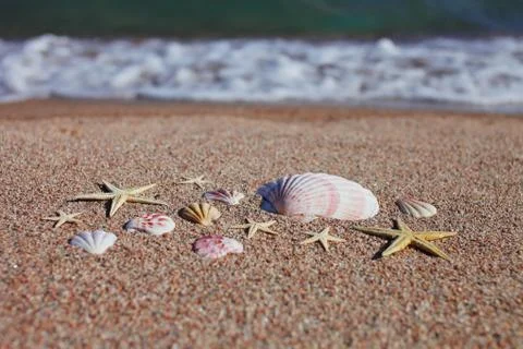 Sea shells and starfish on the beach. Summer vacation concept. Holidays sea Stock Photos