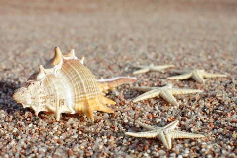 Sea shells and starfish on the beach. Summer vacation concept. Holidays sea Stock Photos