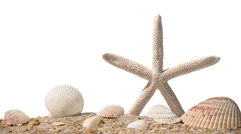 Sea shells and Starfish. Beach sand with seashells. Panorama of ocean beach Stock Photos