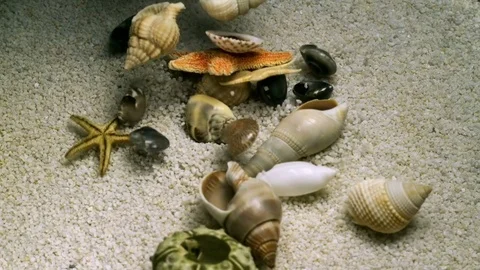 Sea Shells and Starfish Collection Drops On Sand Super Slow Motion Stock Footage 71358832