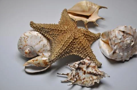 Sea ​​shells and starfish Stock Photos