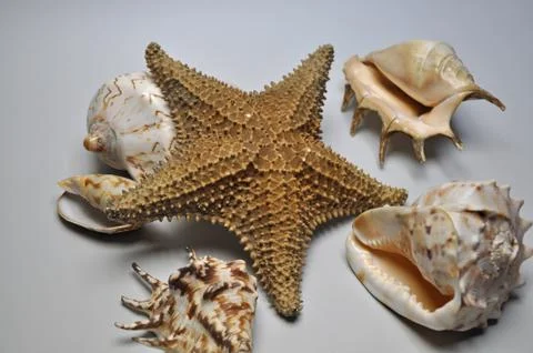 Sea ​​shells and starfish Stock Photos