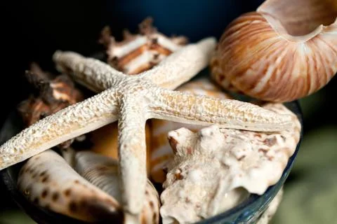 Sea Shells and Starfish Stock Photos
