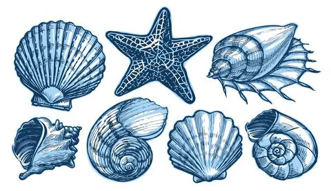 Sea shells and starfish set. Marine concept. Underwater nature aquatic, undersea Illustrazione stock
