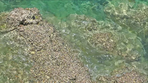 Sea shells and waves Stock Footage 35849670