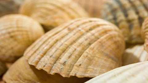 Sea shells background 4k Stock Footage 40435317