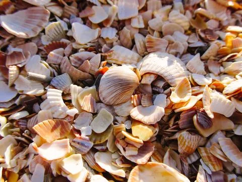Sea shells background. Broken shells on the beach on the sand Stock Photos