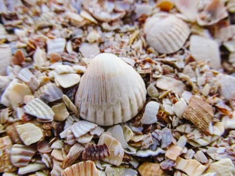 Sea shells background. Broken shells on the beach on the sand Stock Photos