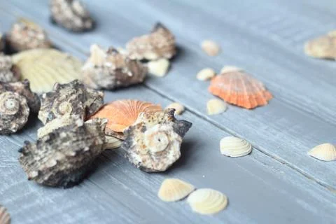 Sea shells background image on light wooden background Stock Photos