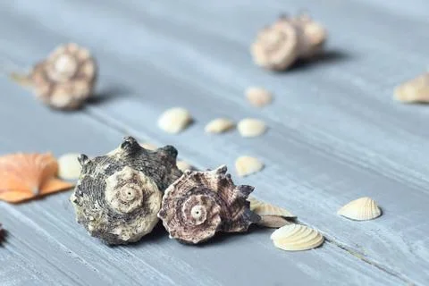 Sea shells background image on light wooden background Stock Photos